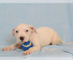 Boxer-Unknown Mix Dogs for adoption in Oroville, CA, USA