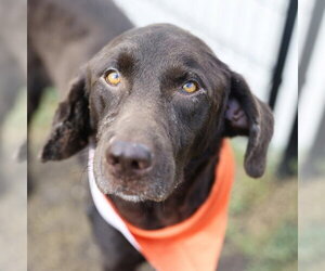 Labrador Retriever-Unknown Mix Dogs for adoption in San Antonio, TX, USA