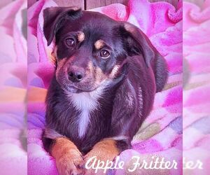 Pembroke Welsh Corgi-Unknown Mix Dogs for adoption in Tustin, CA, USA