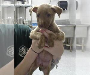 American Pit Bull Terrier-Unknown Mix Dogs for adoption in Pasadena, TX, USA