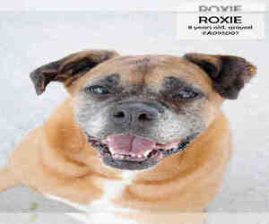 Boxer Dogs for adoption in Supply, NC, USA