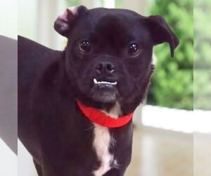 Chug Dogs for adoption in Lake Forest, CA, USA