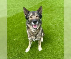German Shepherd Dog Dogs for adoption in Salinas, CA, USA