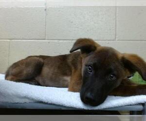 Labrador Retriever-Staffordshire Bull Terrier Mix Dogs for adoption in Downey, CA, USA