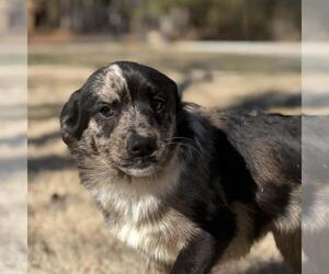 Labrador Retriever-Unknown Mix Dogs for adoption in Yardley, PA, USA