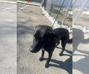 Shepradors Dogs for adoption in Stockton, CA, USA