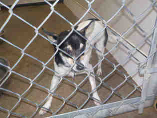 Rat Terrier Dogs for adoption in Temple, TX, USA