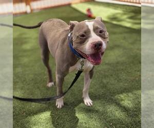 Mutt Dogs for adoption in Las Vegas, NV, USA