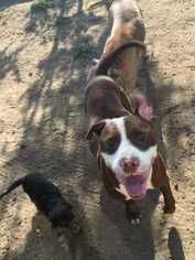 American Pit Bull Terrier Dogs for adoption in Calimesa, CA, USA