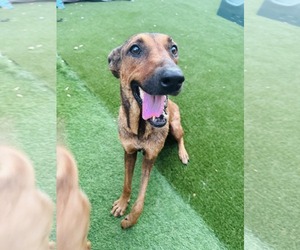 Black Mouth Cur-Unknown Mix Dogs for adoption in Shillington, PA, USA