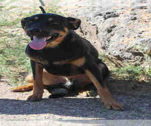 Labrottie Dogs for adoption in Globe, AZ, USA