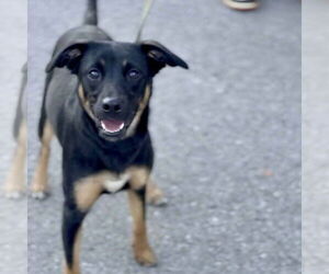 American Rat Pinscher Dogs for adoption in Batavia, OH, USA
