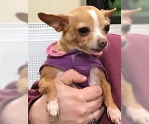 Chihuahua Dogs for adoption in Springfield, MA, USA