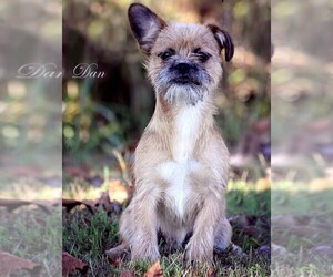 Brussels Griffon Dogs for adoption in Newport, KY, USA