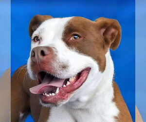 American Staffordshire Terrier-Unknown Mix Dogs for adoption in Pasadena, CA, USA