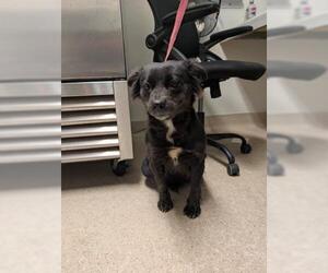 Collie-Unknown Mix Dogs for adoption in Bakersfield, CA, USA