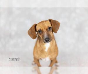 Chiweenie Dogs for adoption in Tuscaloosa, AL, USA