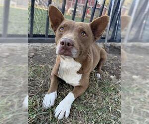 Australian Kelpie-Unknown Mix Dogs for adoption in Riverside, CA, USA