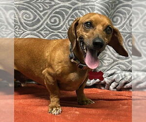 Dachshund-Unknown Mix Dogs for adoption in Wetumpka, AL, USA