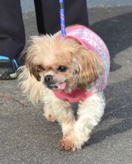 Shih Tzu Dogs for adoption in Huntington, NY, USA