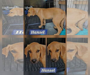 Catahoula Leopard Dog-Unknown Mix Dogs for adoption in Farmerville, LA, USA