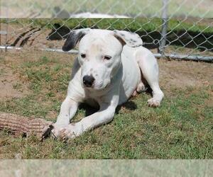Medium Photo #1 American Bulldog Puppy For Sale in Albany, GA, USA