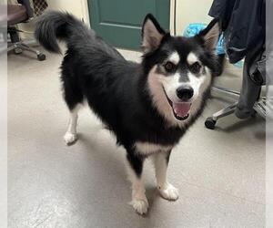 Alaskan Malamute Dogs for adoption in Pasadena, CA, USA