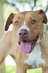 American Pit Bull Terrier Dogs for adoption in Royse City, TX, USA