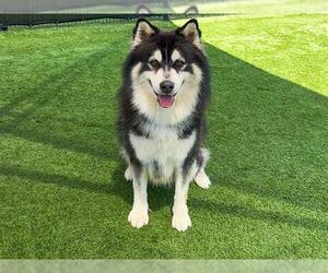 Alaskan Malamute Dogs for adoption in Orange, CA, USA