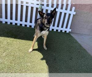 German Shepherd Dog-Unknown Mix Dogs for adoption in Modesto, CA, USA