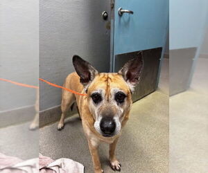 German Shepherd Dog-Unknown Mix Dogs for adoption in Las Vegas, NV, USA