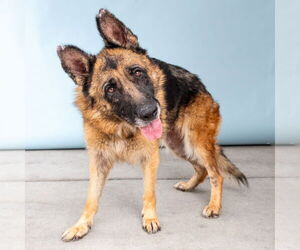 German Shepherd Dog Dogs for adoption in Pasadena, CA, USA