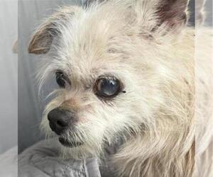 Mutt Dogs for adoption in San Antonio, TX, USA