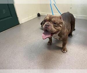 Bulldog Dogs for adoption in Pasadena, CA, USA