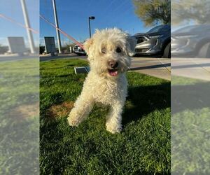 Bichon Frise-Unknown Mix Dogs for adoption in Chandler, AZ, USA