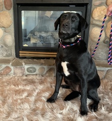 Labrador Retriever Dogs for adoption in Pequot Lakes, MN, USA