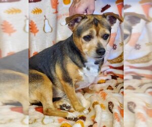 Chihuahua-Unknown Mix Dogs for adoption in Amarillo, TX, USA