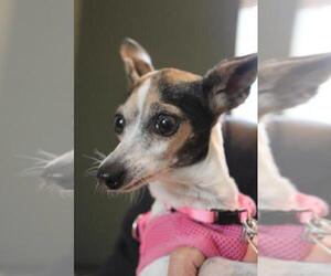Italian Greyhound-Rat Terrier Mix Dogs for adoption in Richardson, TX, USA
