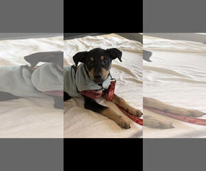 Rottweiler-Unknown Mix Dogs for adoption in NYC, NY, USA