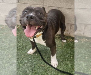 American Pit Bull Terrier-Unknown Mix Dogs for adoption in Lakewood, CO, USA