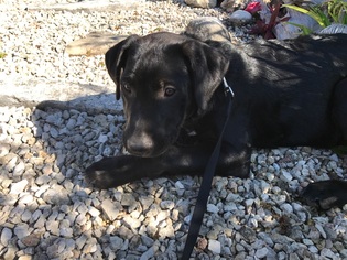 Labrador Retriever Dogs for adoption in Angleton, TX, USA