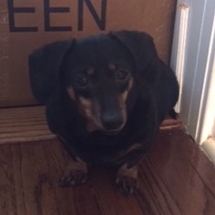 Dachshund Dogs for adoption in Armonk, NY, USA