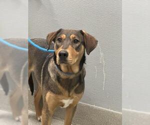 Doberman Pinscher-Unknown Mix Dogs for adoption in Las Vegas, NV, USA