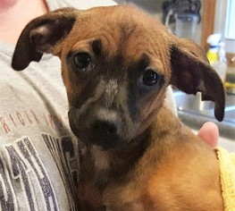 Chiweenie Dogs for adoption in Binghamton, NY, USA