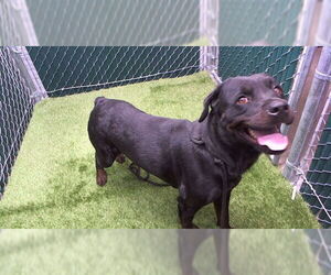 Rottweiler Dogs for adoption in Downey, CA, USA