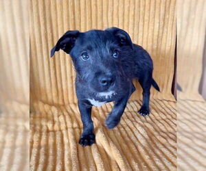Pembroke Welsh Corgi-Unknown Mix Dogs for adoption in Genesee, WI, USA