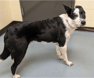 Border Collie Dogs for adoption in Denver, CO, USA