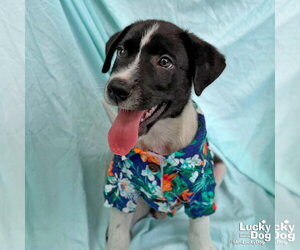 Labrador Retriever-Unknown Mix Dogs for adoption in Washington, DC, USA