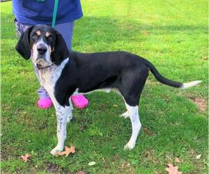 Treeing Walker Coonhound Dogs for adoption in Ripley, WV, USA