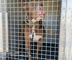 Boxer-Unknown Mix Dogs for adoption in San Antonio, TX, USA